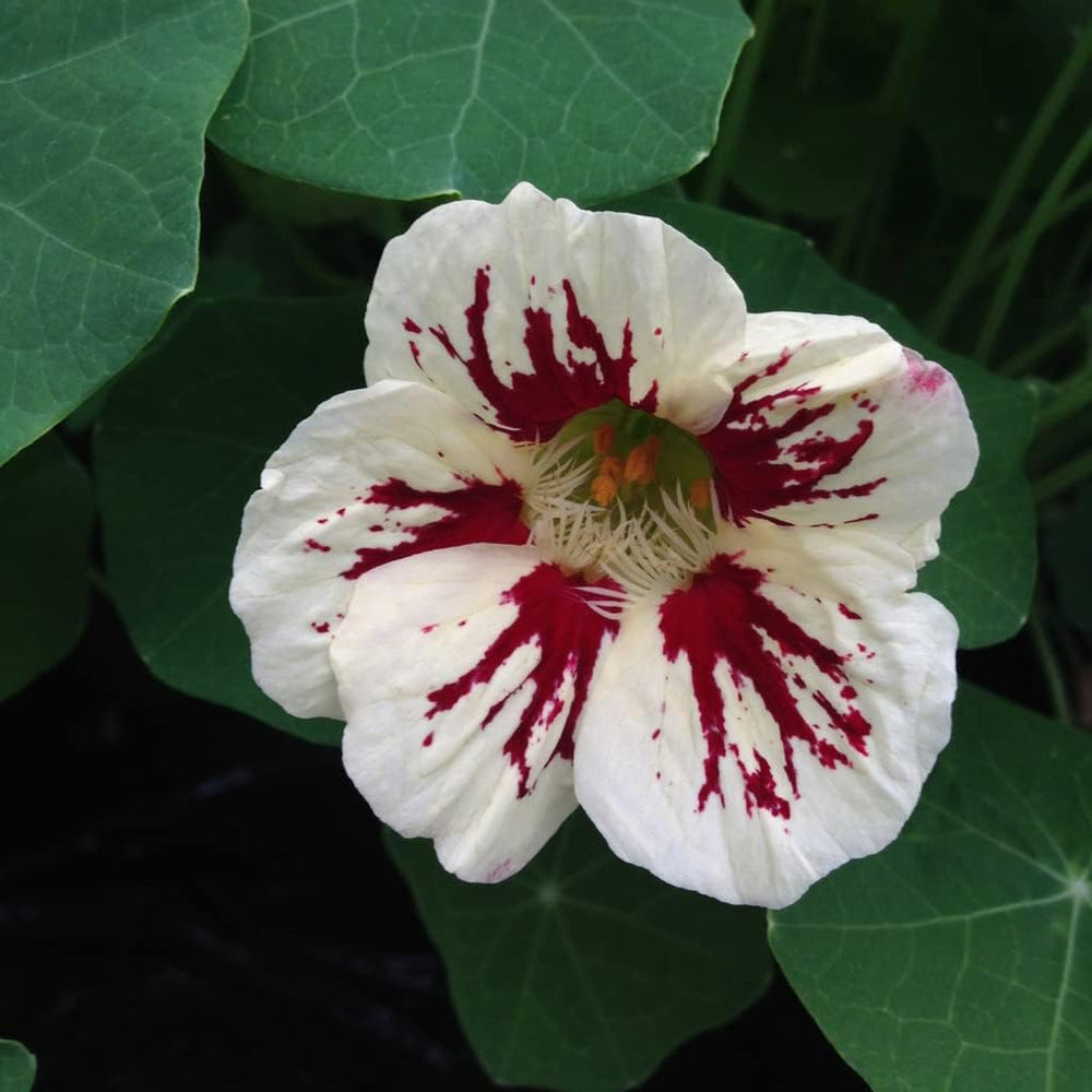 Heirloom White Red Nasturtium Flower Seeds for Planting | Non-GMO High Germination Organic Garden Seeds