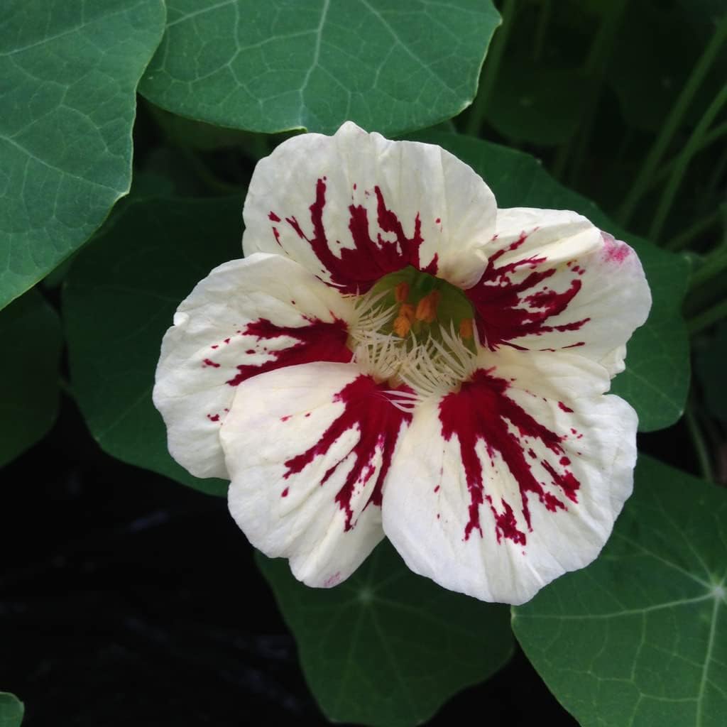 Flower Seeds, Seeds for Planting, Plant Seeds