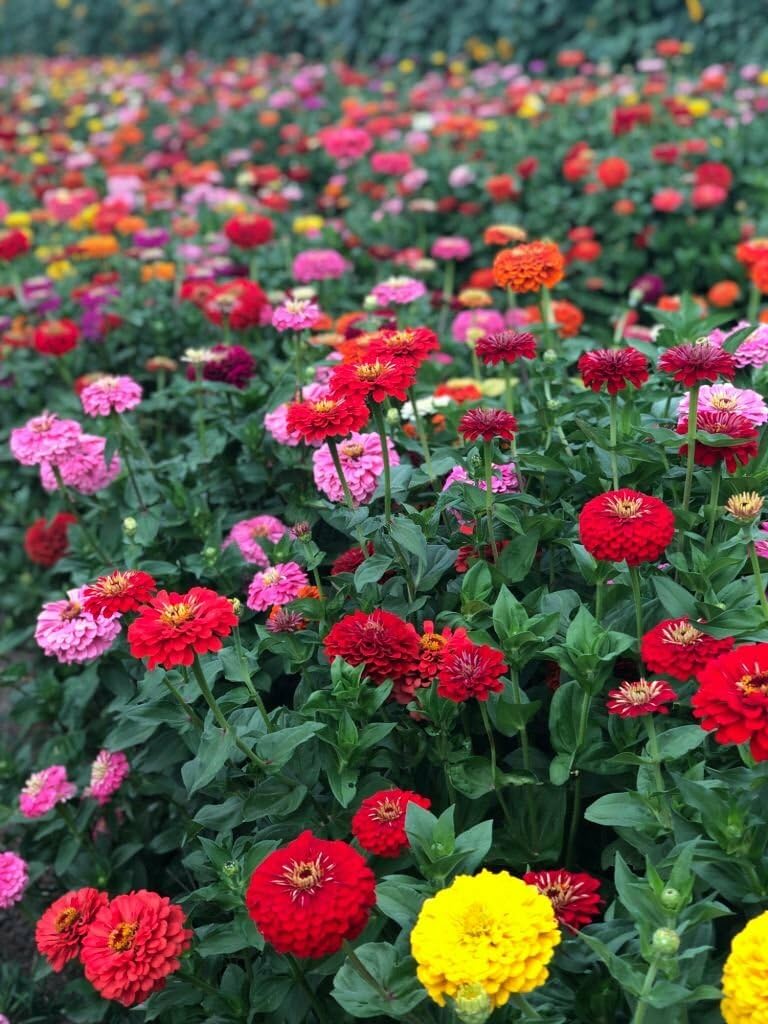 dolly flower flower seeds
