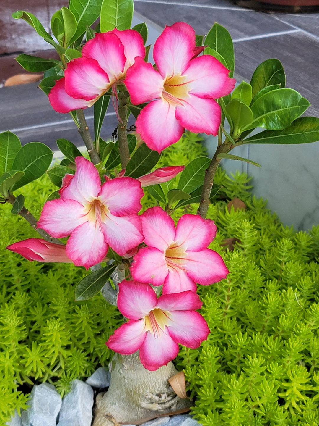 desert rose flower seeds