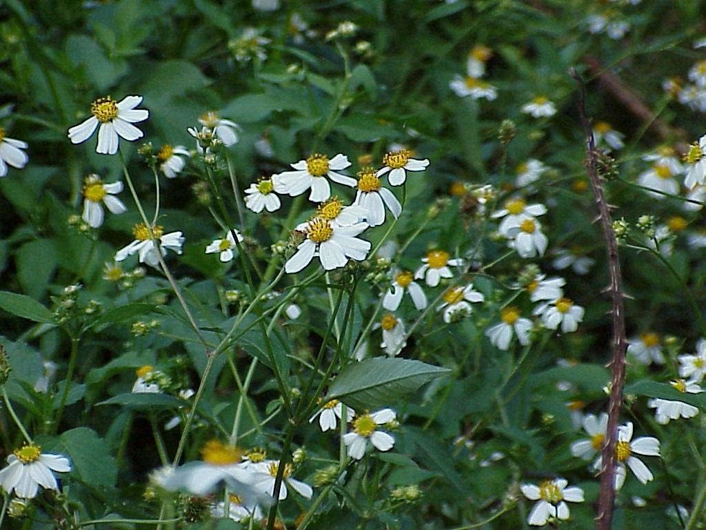 spanish needles flower seeds
