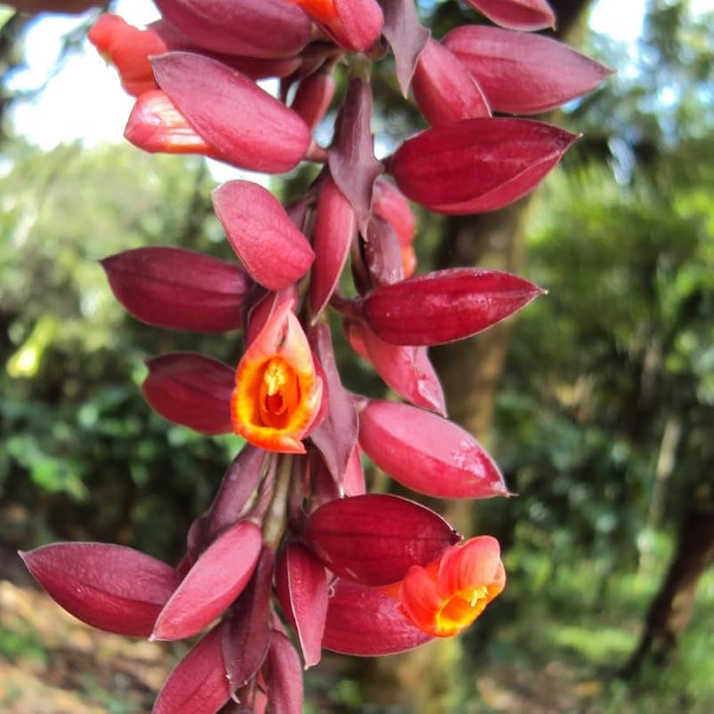 Heirloom Non-GMO Thunbergia Coccinea Flower Seeds for Planting – Tropical Climbing Garden Blooms