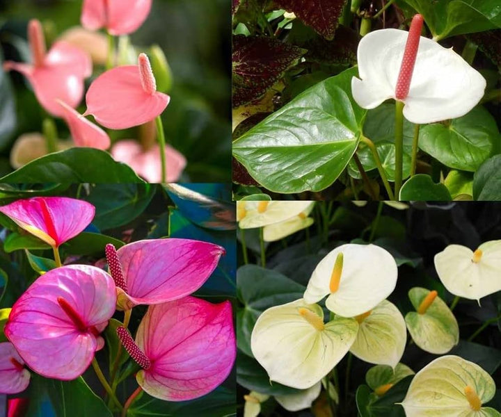 Anthurium Blandede Blomsterfrø til Plantning 100 stk