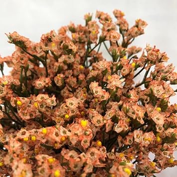 Flower Seeds, Seeds for Planting, Plant Seeds