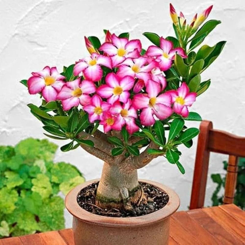 pink rose flower seeds