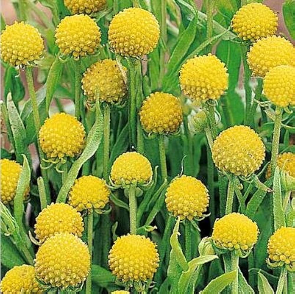 yellow drumstick flower seeds