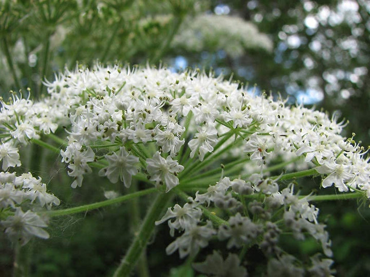 Heirloom Non-GMO Heracleum Lanatum Plant Seeds for Planting – Wild Edible Perennial Seeds | High Germination