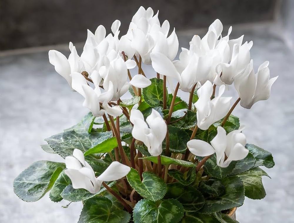 cyclamen cyclamen flower seeds