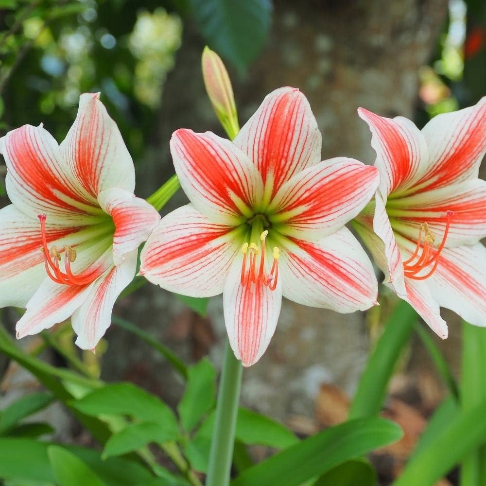 white amaryllis flower seeds