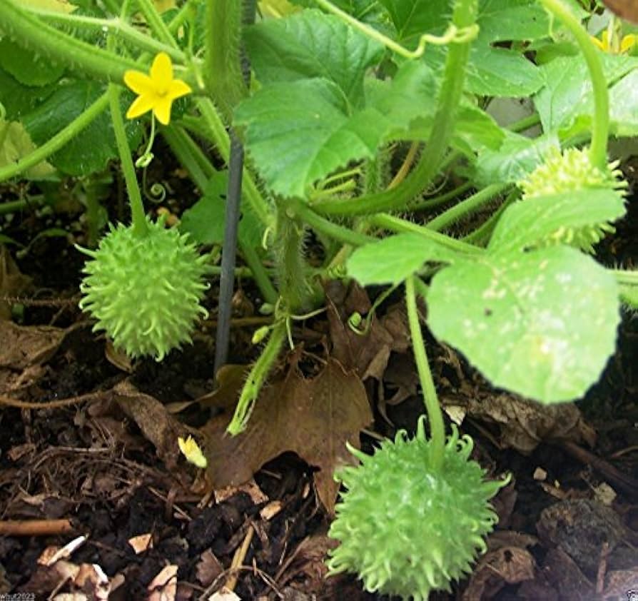 Green Cucumis Anguria Vegetable Seeds for Planting heirloom & Non-GMO Seeds