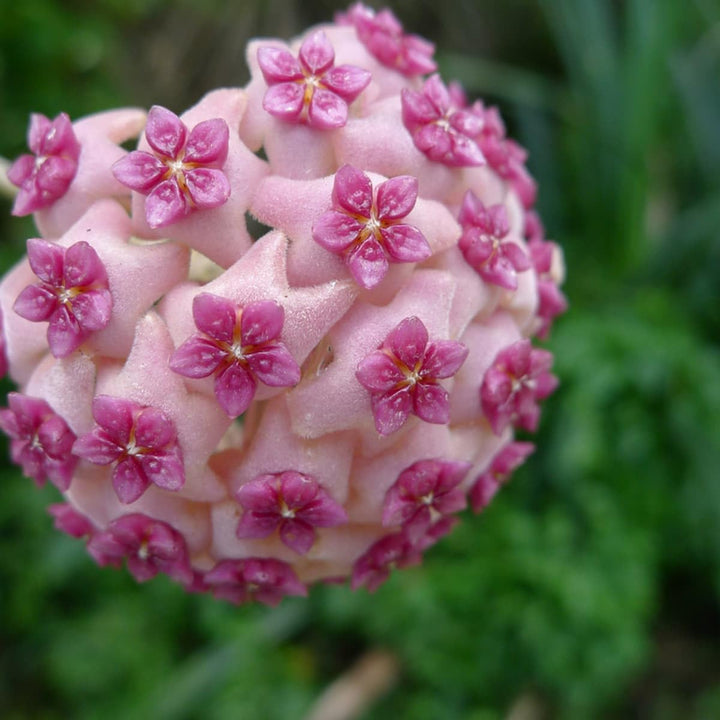 Flower Seeds, Seeds for Planting, Plant Seeds