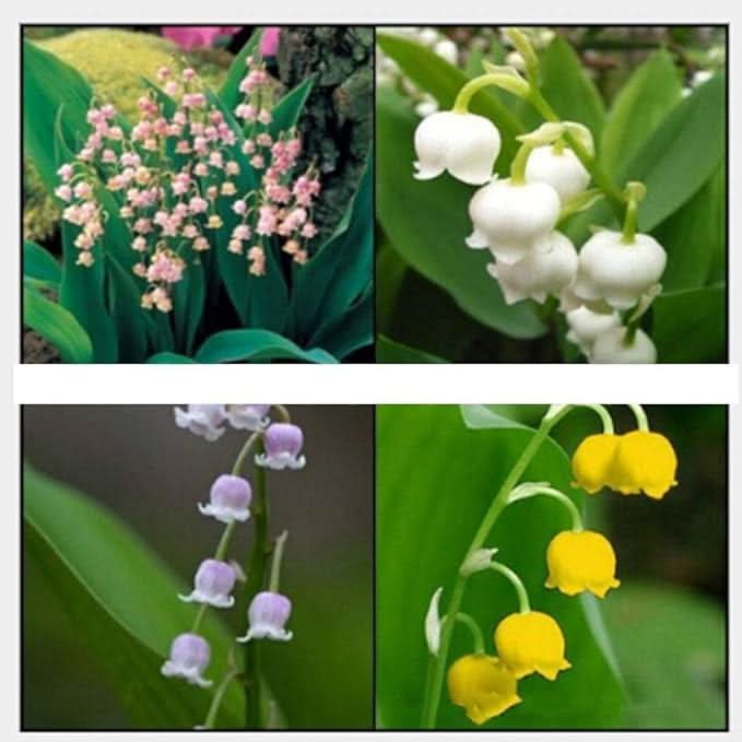 lily of flower seeds