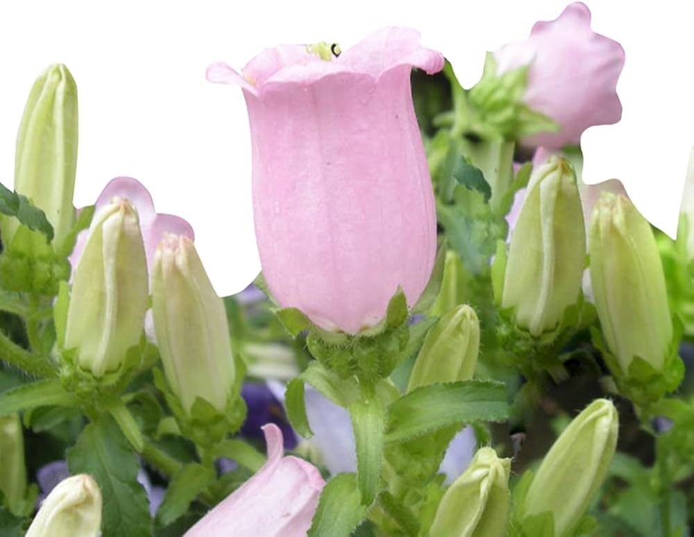bellflower campanula flower seeds