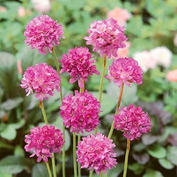 Flower Seeds, Seeds for Planting, Plant Seeds