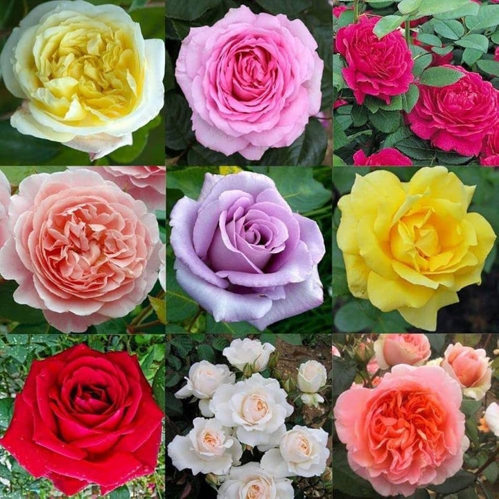 Mixed Rose Flower Seeds for Planting – Heirloom, Non-GMO, High Germination Organic Garden Seeds