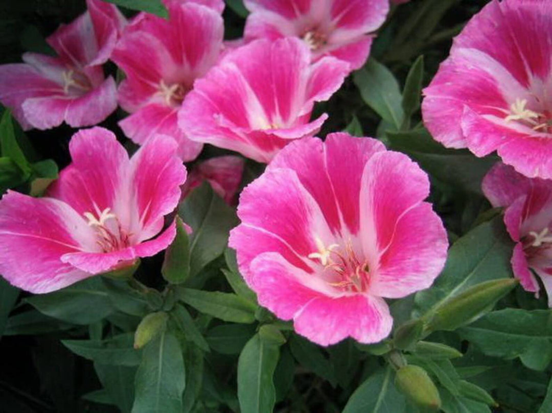 godetia double flower seeds