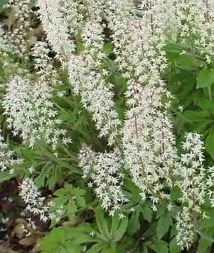 white tiarella flower seeds