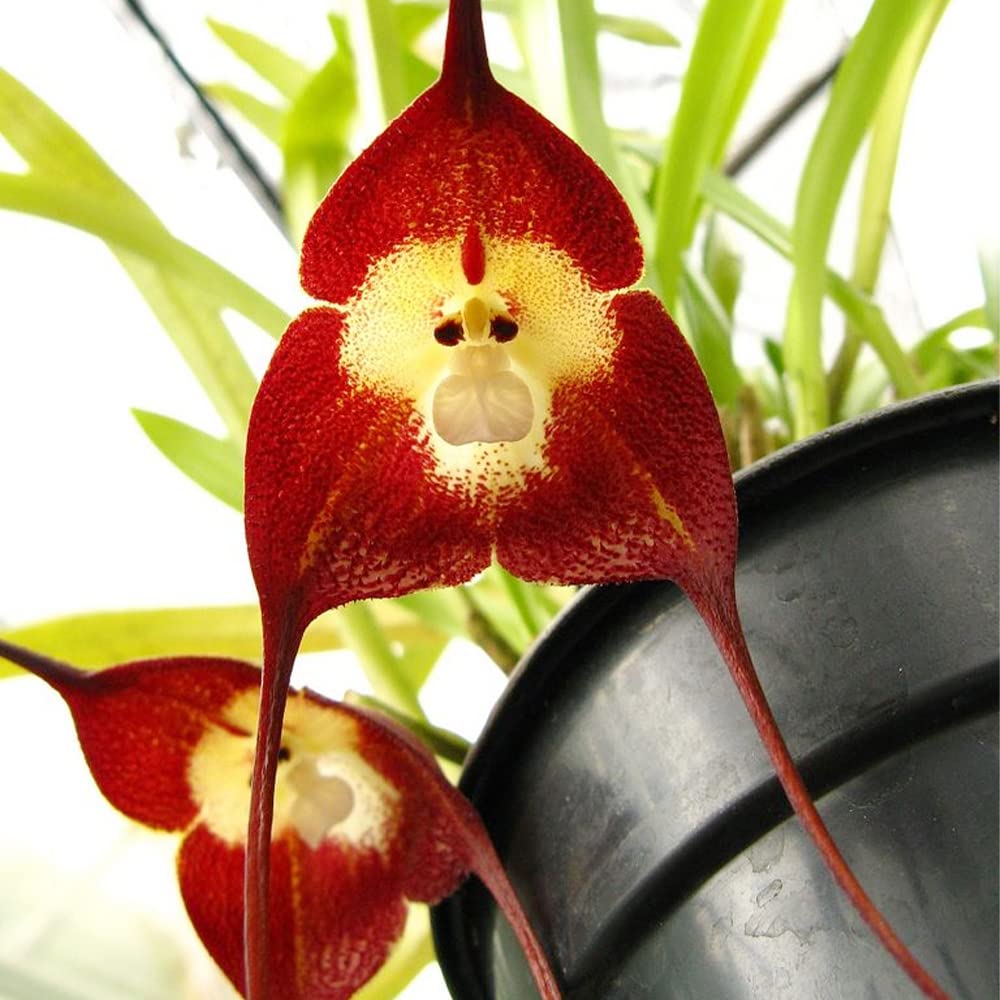monkey face flower seeds