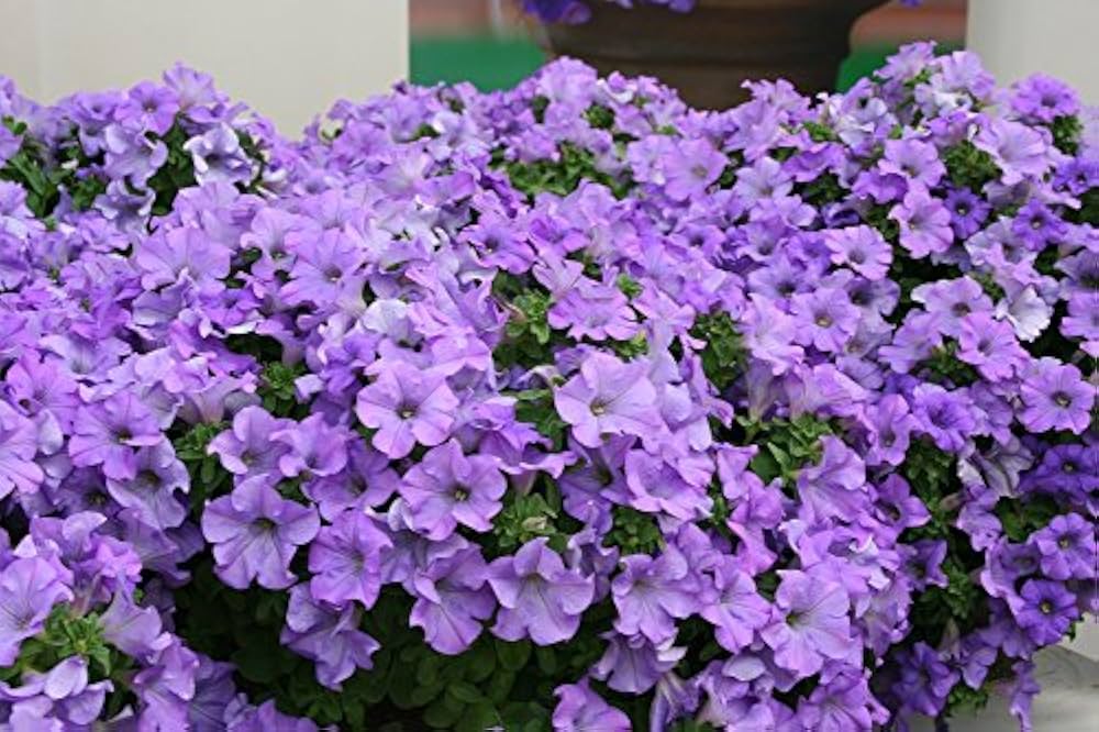 Light Blue Petunia Flower Seeds for Planting – Heirloom, Non-GMO, High Germination Organic Garden Seeds