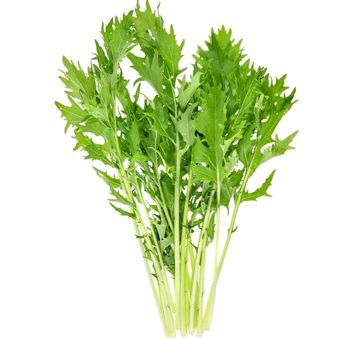 Mizuna Japanese Mustard Greens Seeds – Heirloom, Fast-Growing, Cold Hardy, Asian Leafy Vegetable