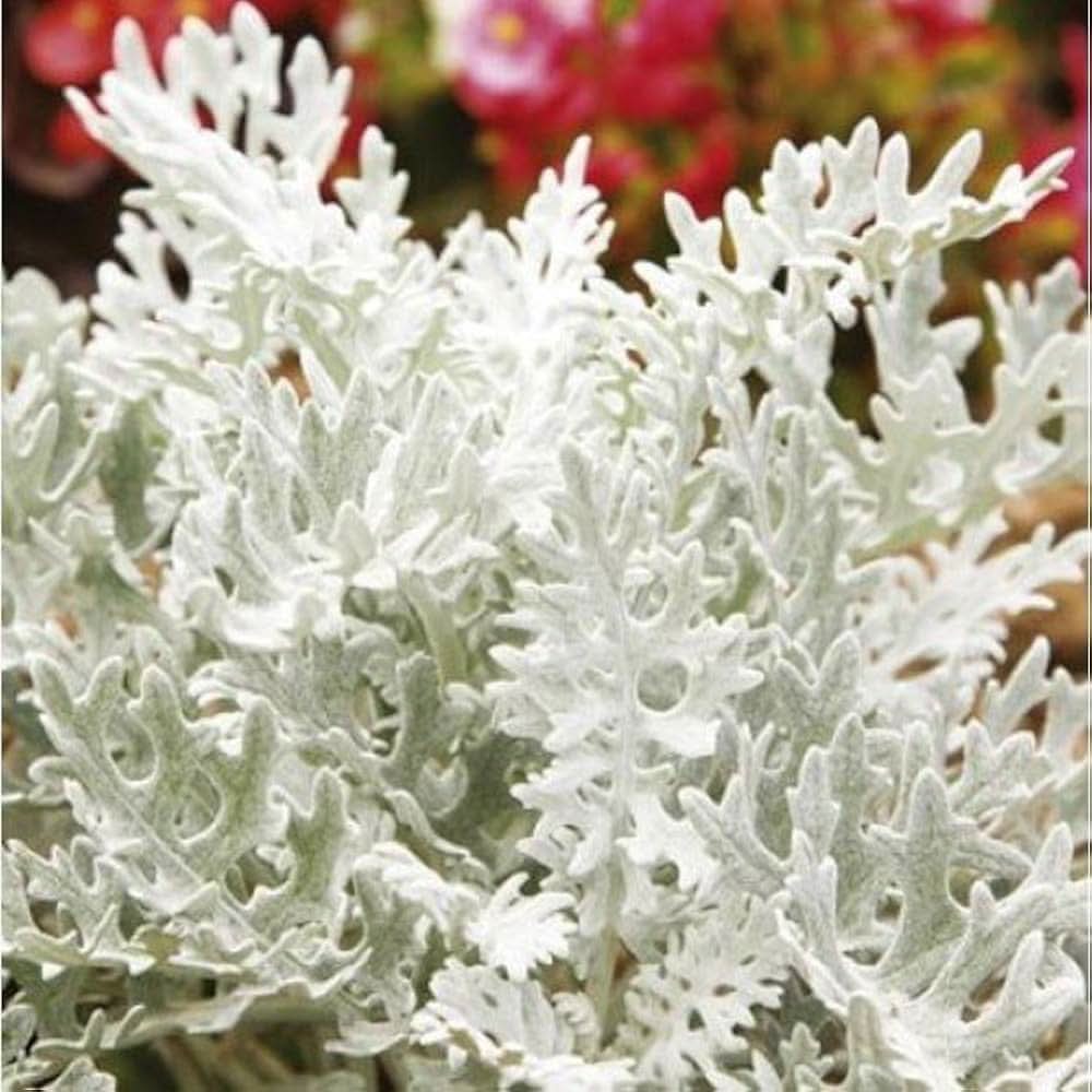 dusty miller flower seeds