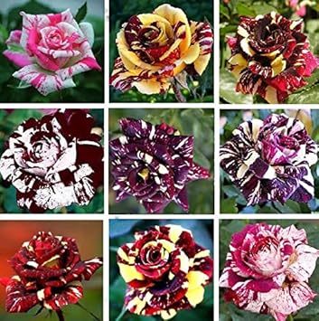 Flower Seeds, Seeds for Planting, Plant Seeds