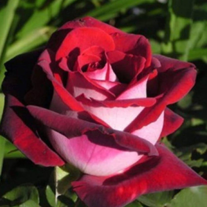 Rose Flower Seeds for Planting - Pink & White 100 pcs