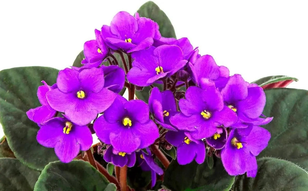 violet african flower seeds