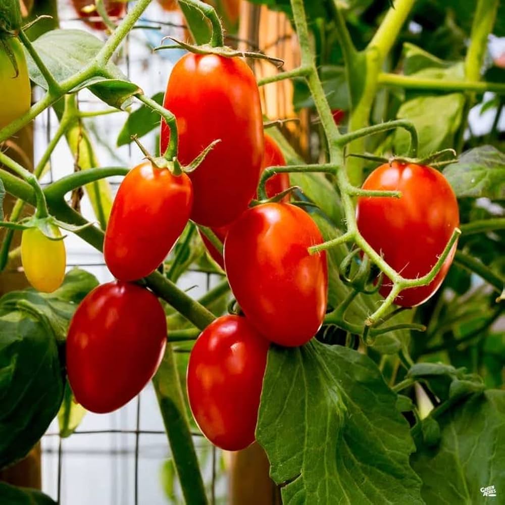 Juliet Tomato Vegetable Seeds for Planting – Heirloom, Non-GMO, High Germination Organic Garden Seeds