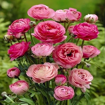ranunculus persian flower seeds