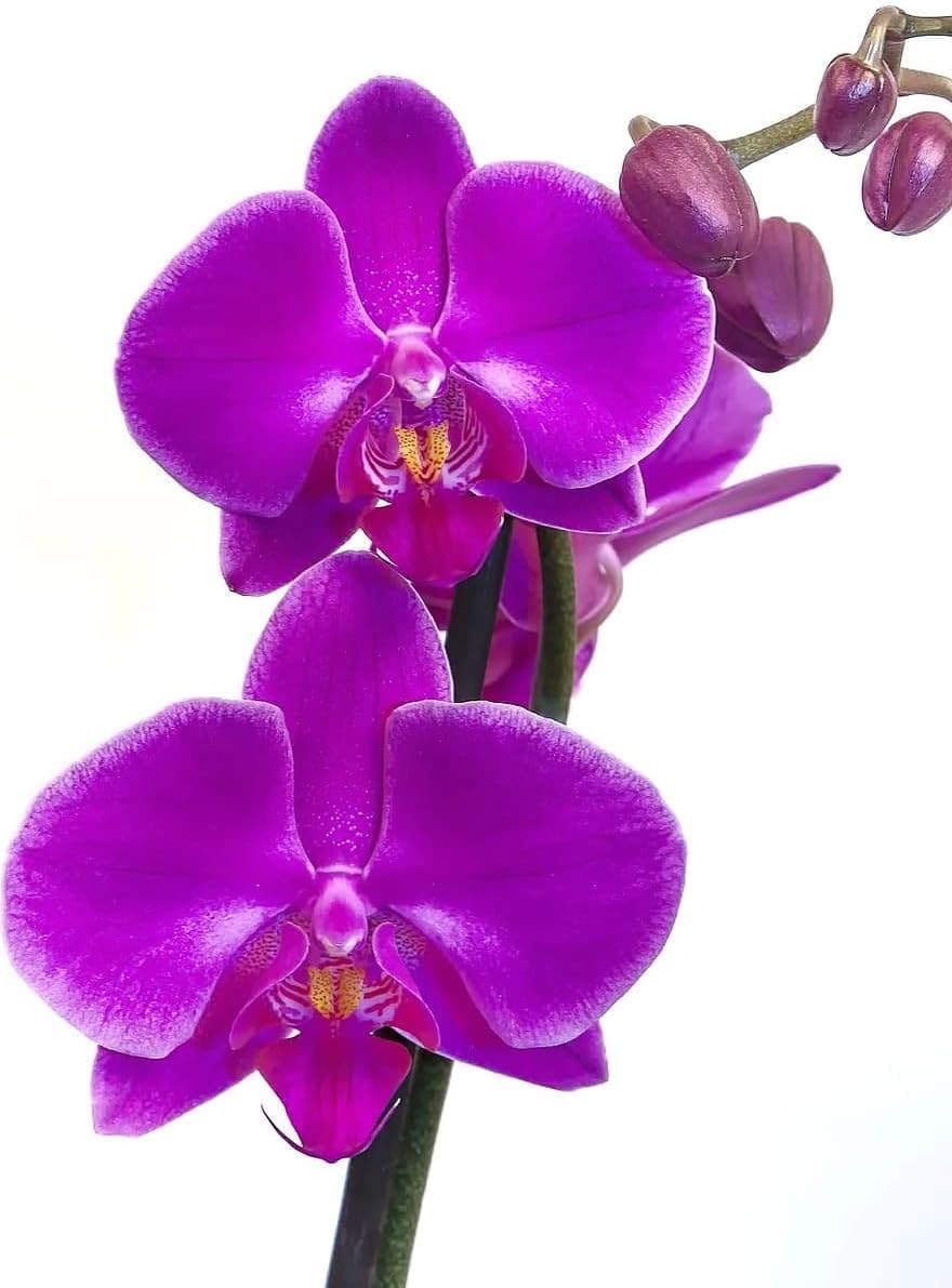 Flower Seeds, Seeds for Planting, Plant Seeds