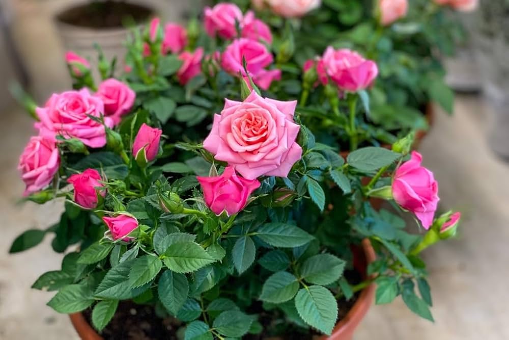 pink miniature flower seeds