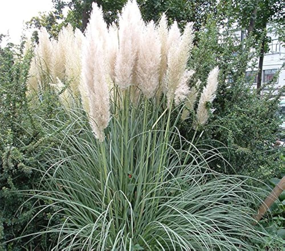 Cortaderia Pampas Grass Flower Seeds – Tall Ornamental Grass for Landscaping, Dried Decor, Non-GMO Seeds