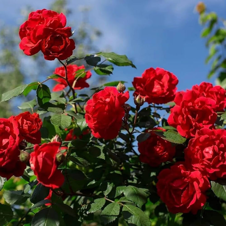 Red Climbing Rose Seeds for Planting - Non-GMO, Heirloom Flower Seeds for Beautiful Gardens