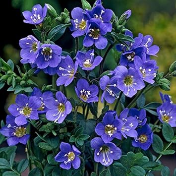blue polemonium flower seeds