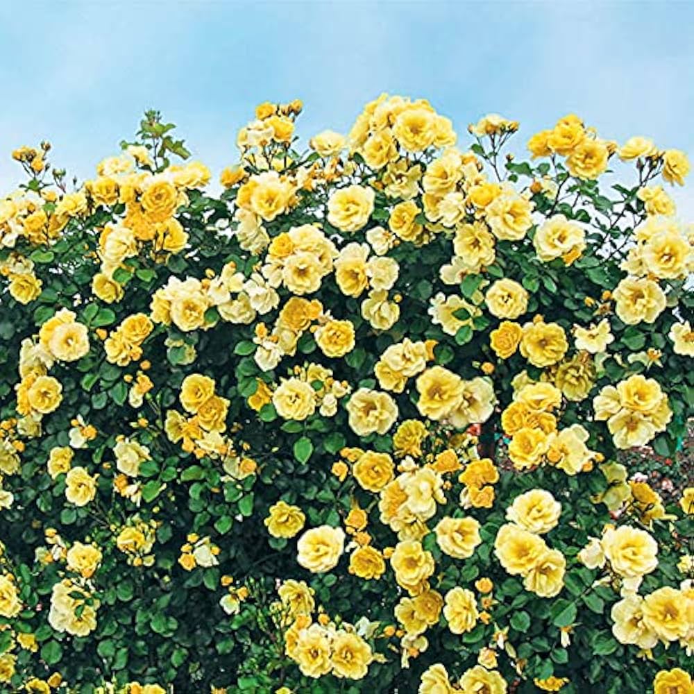 Yellow Climbing Rose Flower Seeds for Planting - 100 pcs