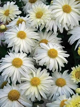 white yellow flower seeds