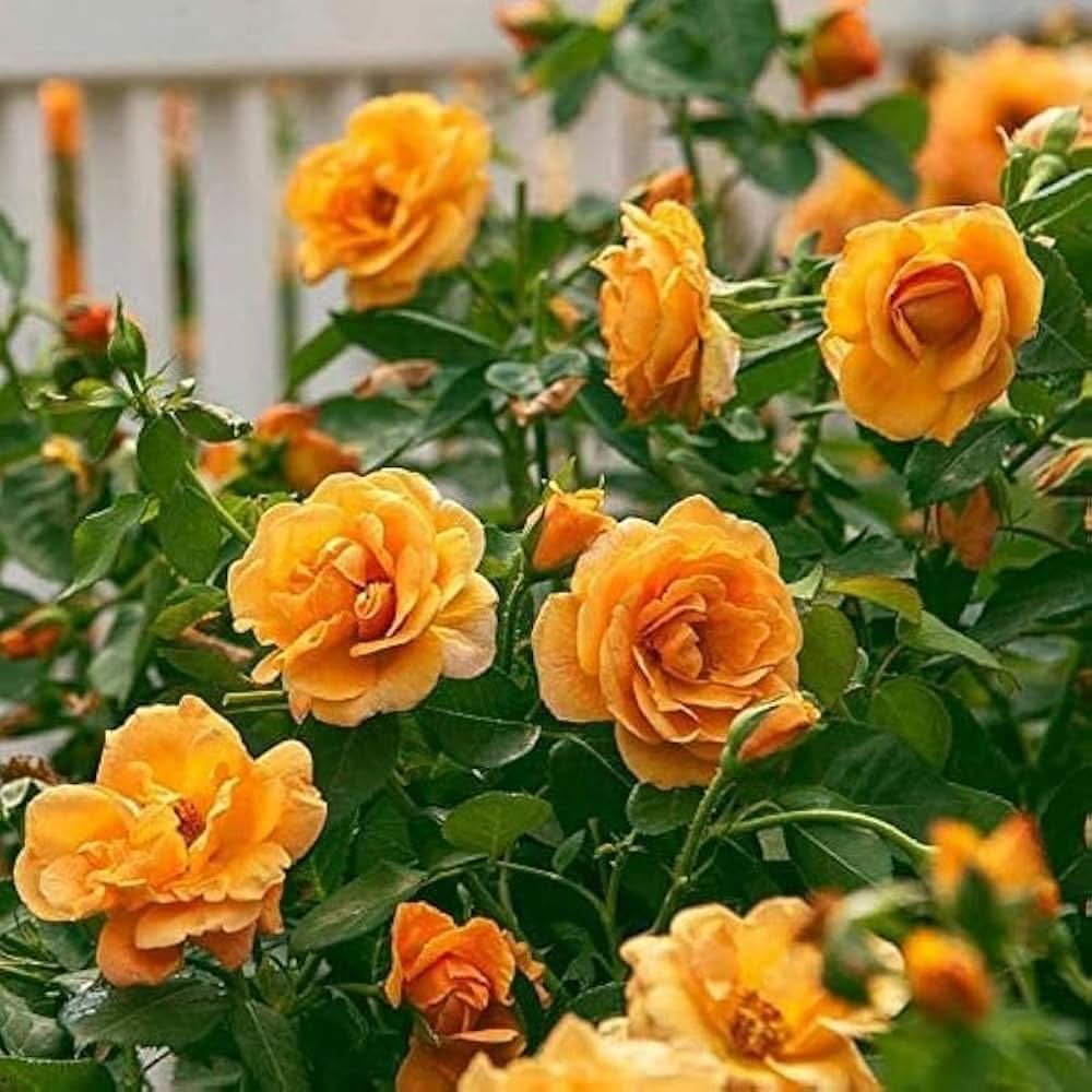 yellow rose flower seeds