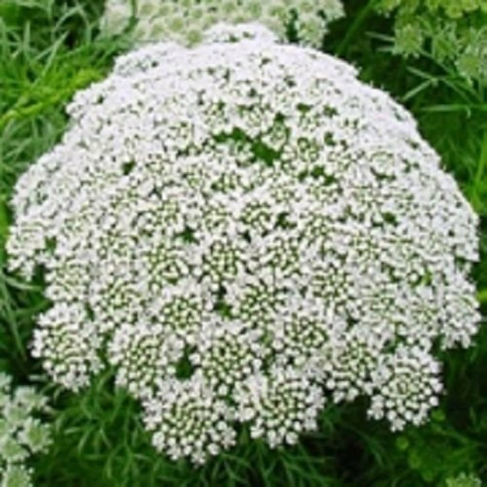 Lace Flower Seeds for Planting, 100 pcs