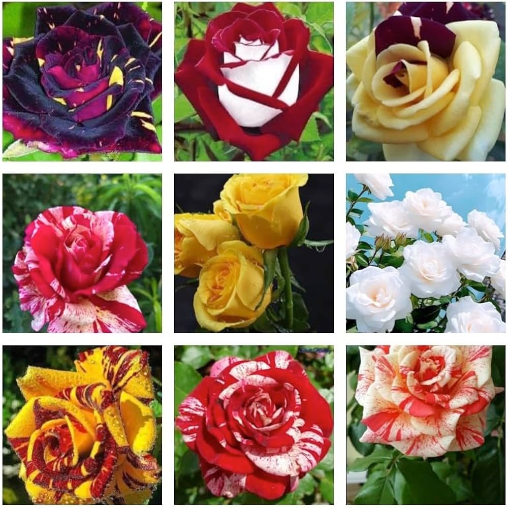 Germany Rose Flower Seeds for Planting - Mixed Colors 100 pcs