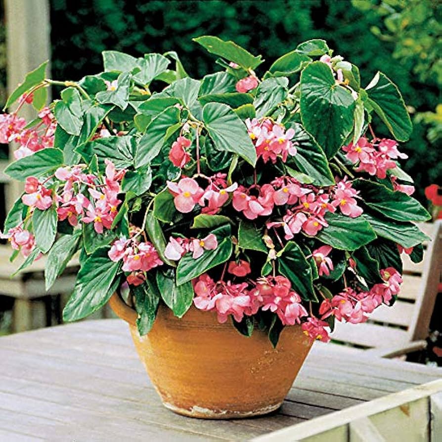 begonia begonia flower seeds