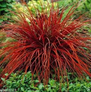 red uncinia flower seeds