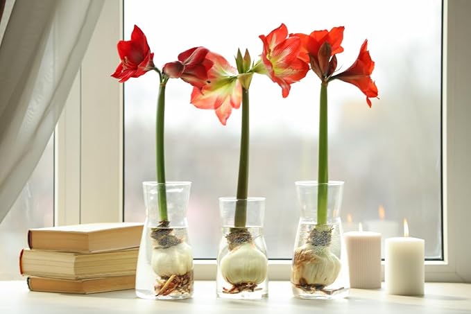 amaryllis hippeastrum flower seeds