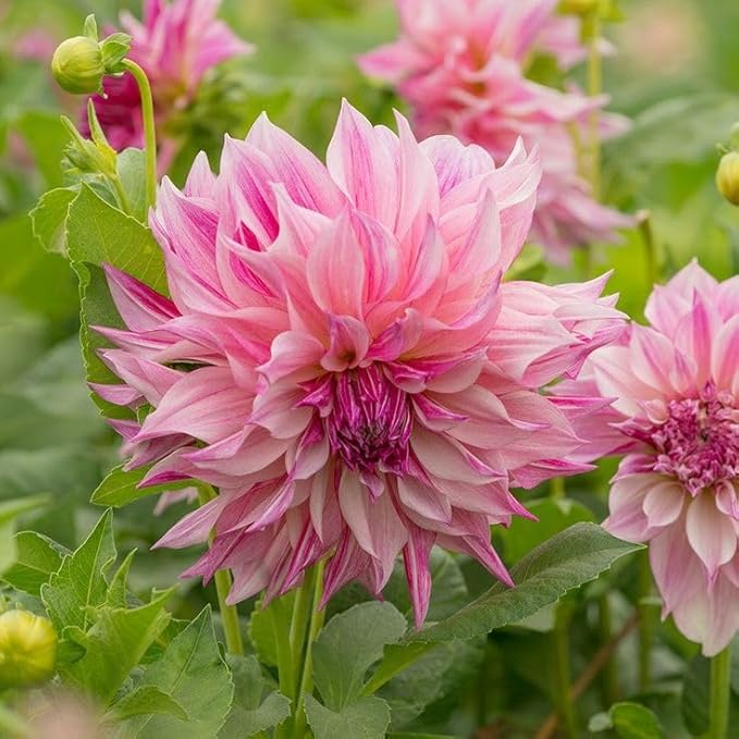 Fresh Dahlia Flower Seeds for Planting, Light Pink 100 pcs