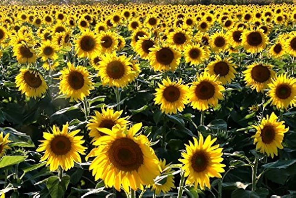 yellow sunflower flower seeds