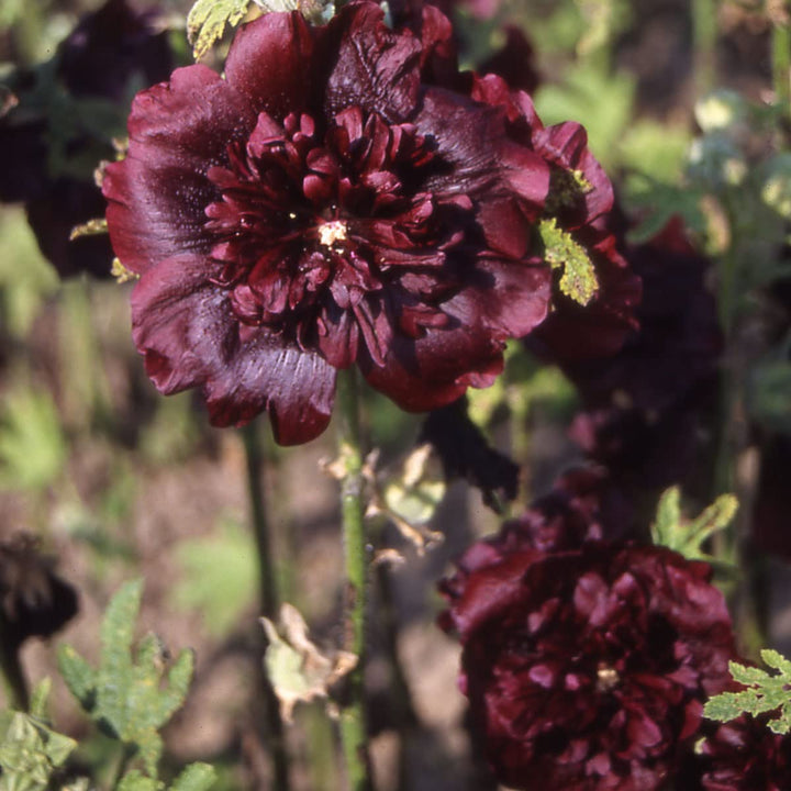 Maroon Hollyhock Flower Seeds for Planting, 100 pcs