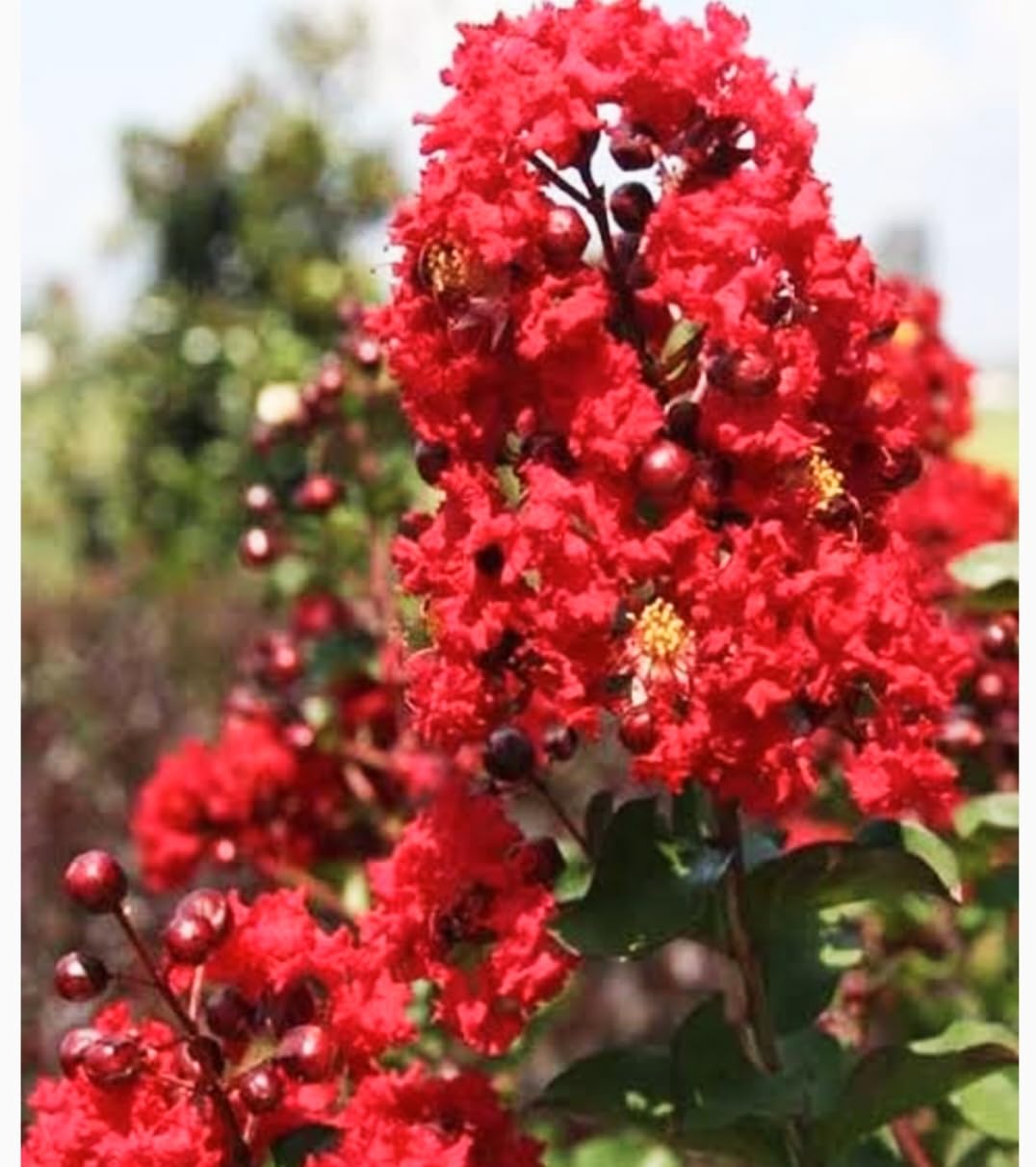 Red Crape Tree Flower Seeds for Planting - 100 pcs