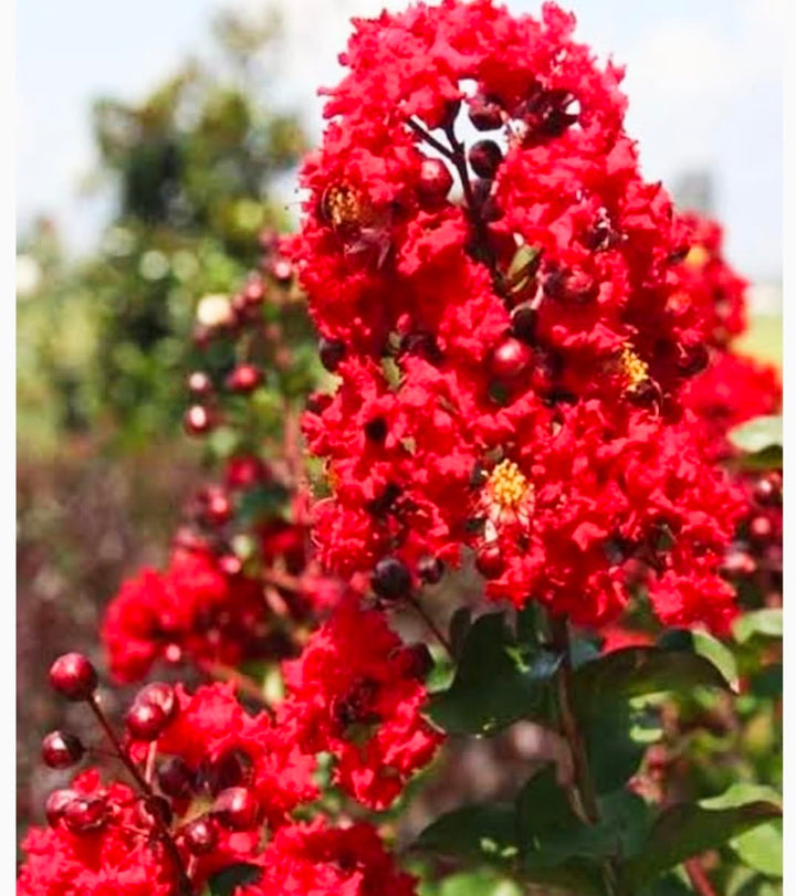 Red Crape Tree Flower Seeds for Planting - 100 pcs