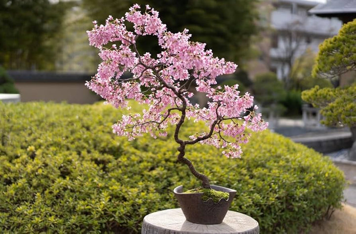 Pink White Simsii Bonsai Flower Seeds – Heirloom Non-GMO High Germination Organic Garden Seeds for Planting