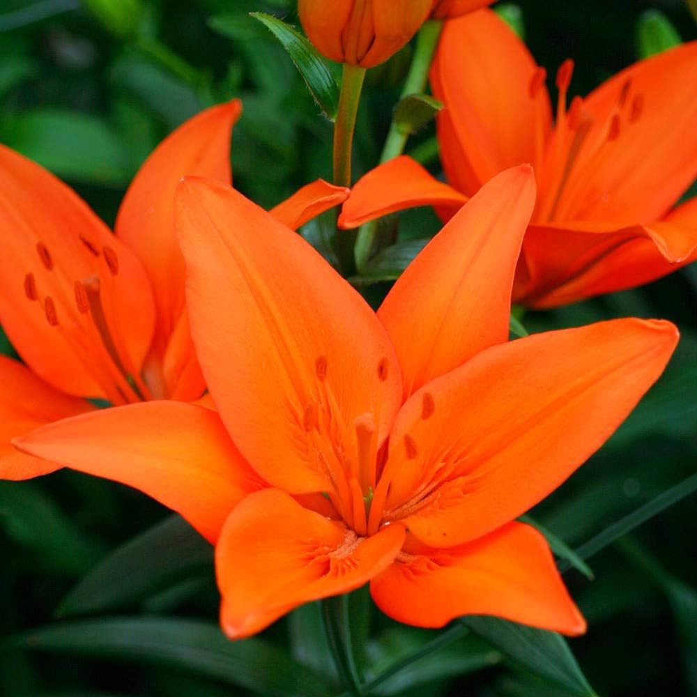 lily for flower seeds